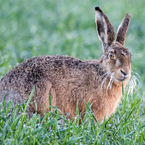 Feldhase im grünen Gras