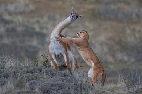 Ein Puma erlegt ein Lama.