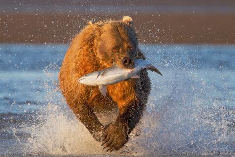 Ein Bär rennt mit einem Fisch im Maul durchs Wasser