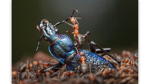 Ameisen zerlegen einen blau schillernden Käfer, eine scheint mit dem Tier zu kämpfen.