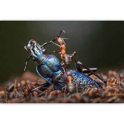 Ameisen zerlegen einen blau schillernden Käfer, eine scheint mit dem Tier zu kämpfen.