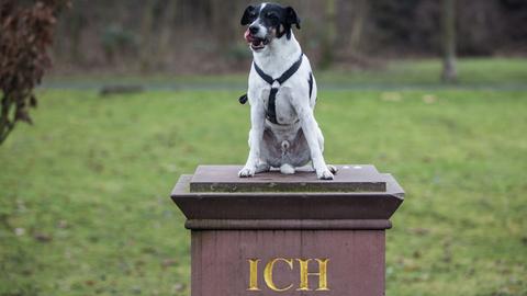 "Ich-Denkmal" am Frankfurter Mainufer mit einem Hund