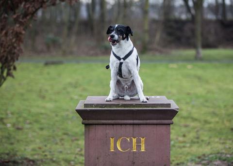 "Ich-Denkmal" am Frankfurter Mainufer mit einem Hund