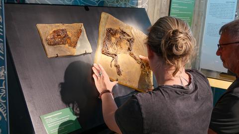 Zwei Menschen vor einer Vitrine mit Fossil