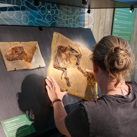 Zwei Menschen vor einer Vitrine mit Fossil