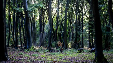 Schattiger Wald