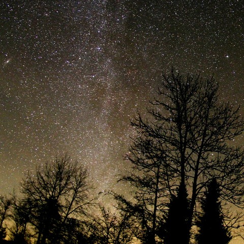 Foto eines Nachthimmels mit sehr vielen Sternen über dem Schwarzen Moor in der Rhön. Am unteren Bildrand Gebüsch und Bäume, sehr dunkel als Schattenriss. 