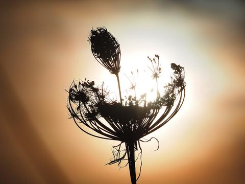 Eine Pflanze im Gegenlicht eines Sonnenuntergangs in der Schwalm