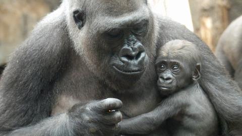 Bildergalerie Fotoalbum Tierbabys Hessen Hessenschau De Panorama