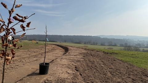 Eine Weidenpflanze in einem Eimer auf einem großen Feld. Dazu ist ein Graben zu sehen. In der Ferne Bäume auf einem Hügel.