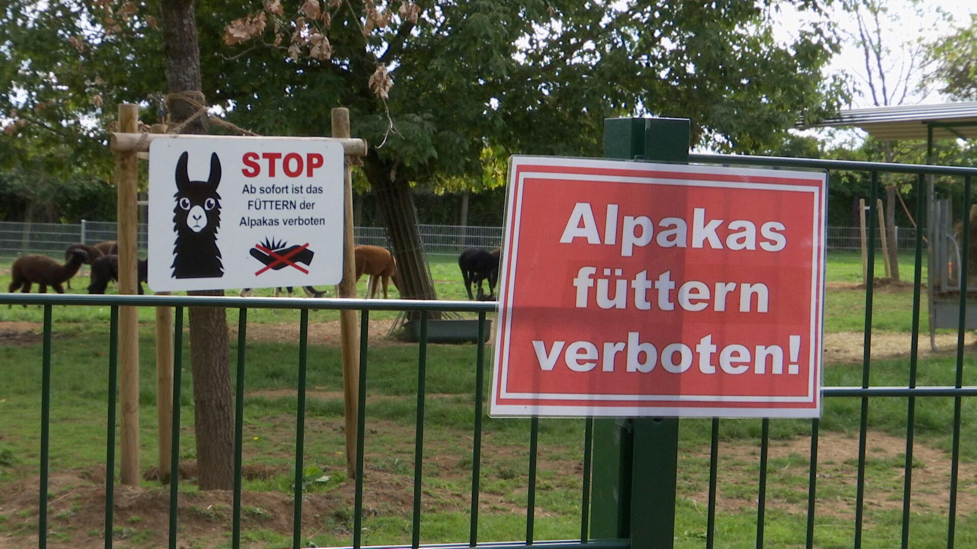 Tierpark Lich Drei Alpakas sterben qualvoll falsches Futter