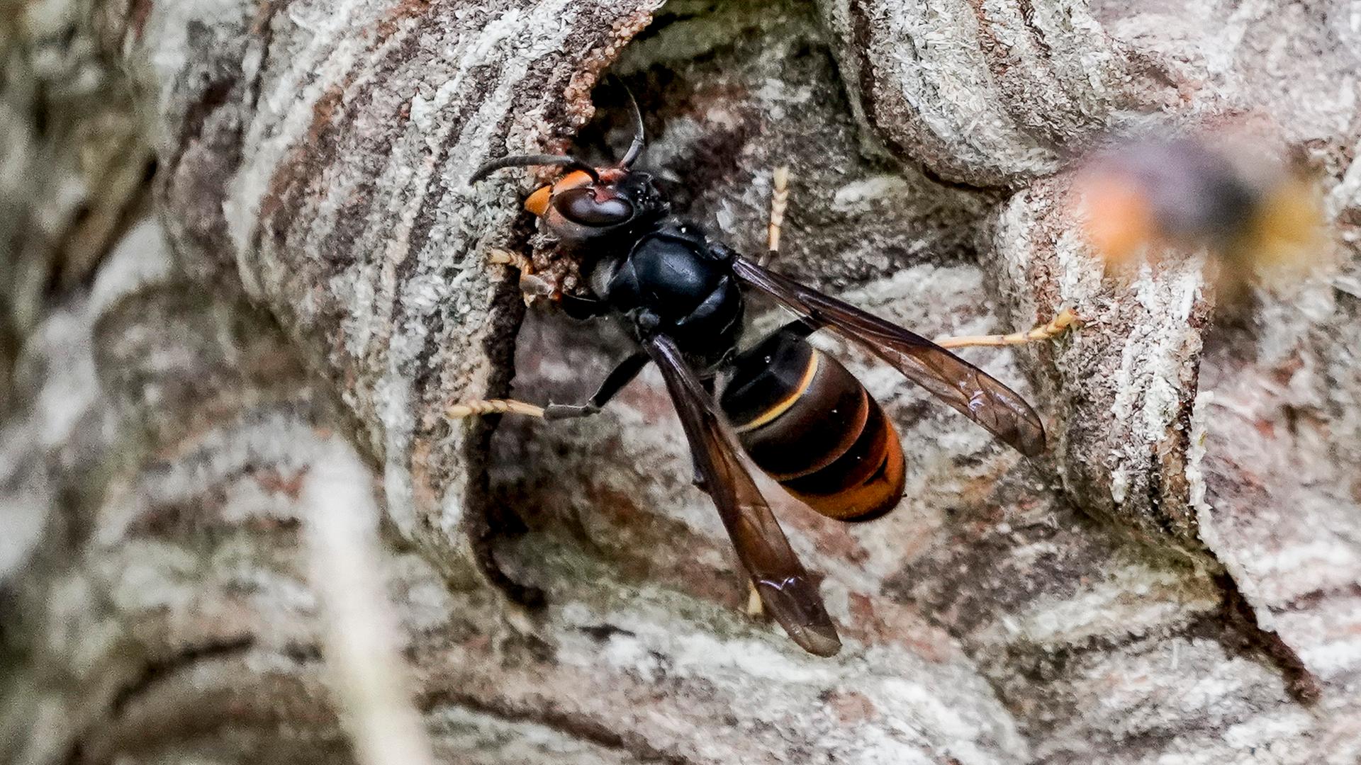 Heppenheim: Ungewöhnlich Großes Nest Der Asiatischen Hornisse Entdeckt ...