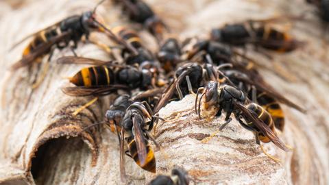 Asiatische Hornissen sitzen auf ihrem Nest. 