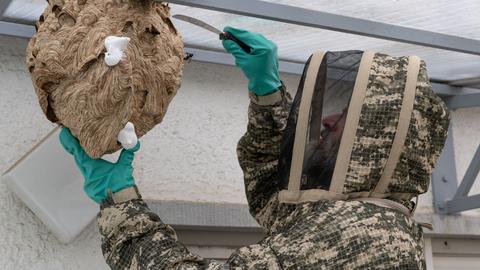 Ein Mann in einem Insekten-Schutzanzug löst ein Nest der Asiatischen Hornisse mit einem Spachtel vom Glasdach eines Balkons ab.