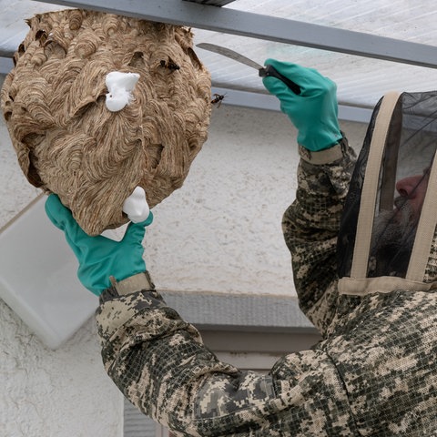 Ein Mann in einem Insekten-Schutzanzug löst ein Nest der Asiatischen Hornisse mit einem Spachtel vom Glasdach eines Balkons ab.