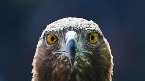 Eintracht-Maskottchen Steinadler Attila