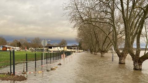 Überschwemmte B42 zwischen Geisenheim und Hattenheim am Rhein - Straße unter Wasser, Bäume stehen im Wasser