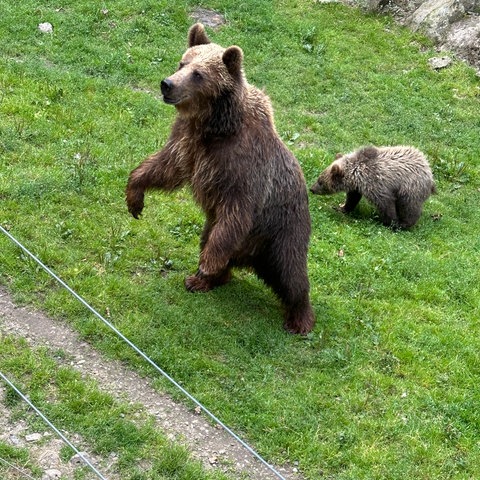 Babybär Linnear mit Mama Onni