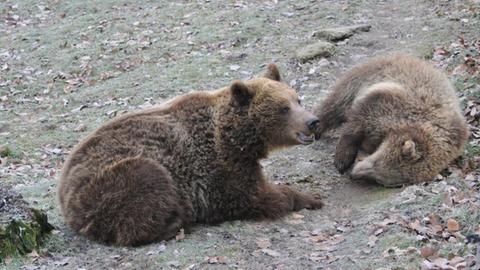 Bären im Wildpark Knüll