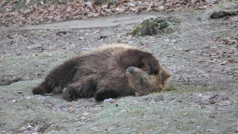 Bären im Wildpark Knüll