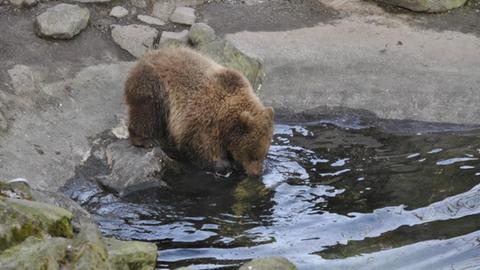 Bären im Wildpark Knüll