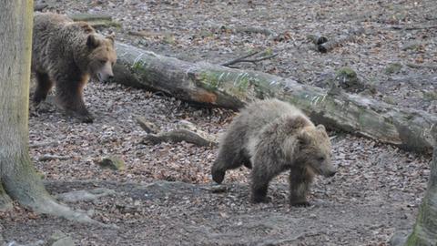 Bären im Wildpark Knüll