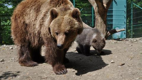 Die Bärenmutter läuft mit ihrem Jungen durch das Gehege. 