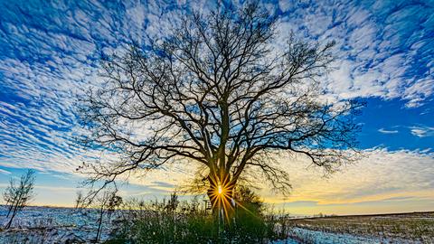 Durch die Äste eines Baumes scheinende Sonne; blauer Himmel, Schnee