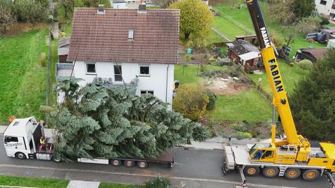 Der Baum liegt in voller Länge und Breite auf einem Tieflader.