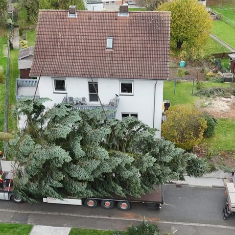 Der Baum liegt in voller Länge und Breite auf einem Tieflader.