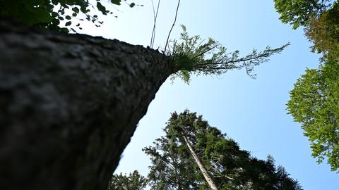 Lärchen stehen im Bergpark Wilhelmshöhe