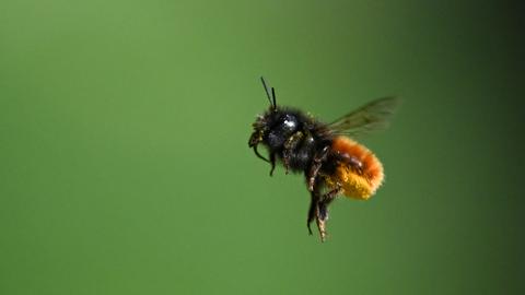Eine Biene vor grünem Hintergrund. 