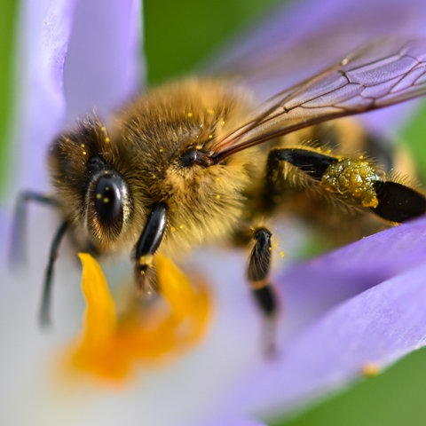 Eine Honigbiene sammelt am Streuobstzentrum MainÄppelHaus auf dem Frankfurter Lohrberg Pollen von einer Krokusblüte.