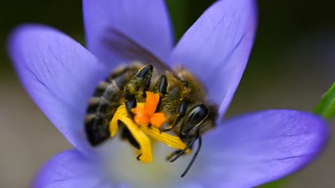 Eine Biene sitzt in einer blauen, kelchförmigen Blüte mit gelbem Staubgefäß. Die Blütenblätter sind nach außen gebogen und der Hintergrund ist unscharf.