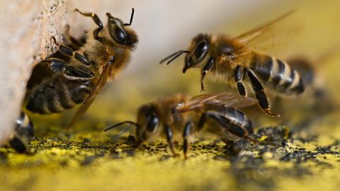 Flugbetrieb herrscht bei sonnigem Wetter bei den Honigbienen, die einen Bienenstock am Streuobstzentrum MainÄppelHaus auf dem Frankfurter Lohrberg bevölkern.