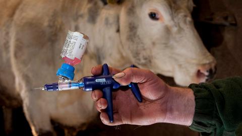 Ein Rind wird gegen die Blauzungenkrankheit geimpft. 