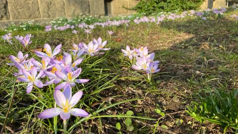 lilane Blumen auf einer Wiese