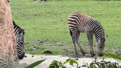 Tierbaby Böhmzebra Opel-Zoo