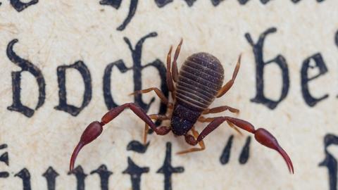 Bücherskorpion auf einem alten Buch mit historischer Schrift