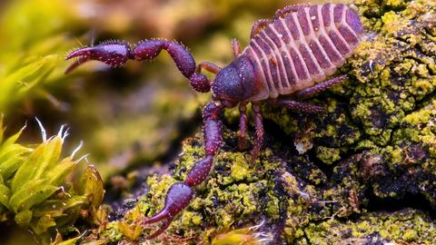 Bücherskorpion (Chelifer cancroides)