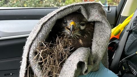 Ein Mäusebussard in einem Handtuch eingewickelt. 