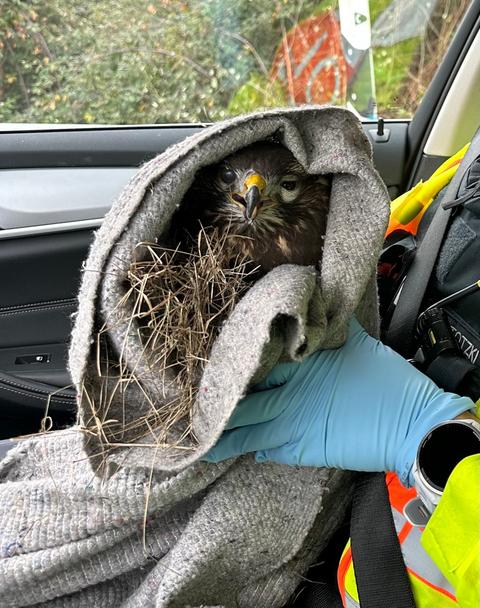 Ein Mäusebussard in einem Handtuch eingewickelt. 