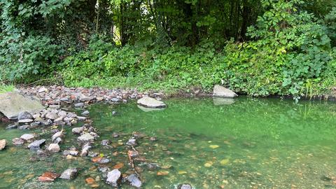 Ein Bach mit leuchtend grünem Wasser