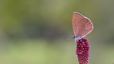 Ein dunkler Wiesenknopf-Ameisenbläuling auf einer Blüte des Großen Wiesenknopf