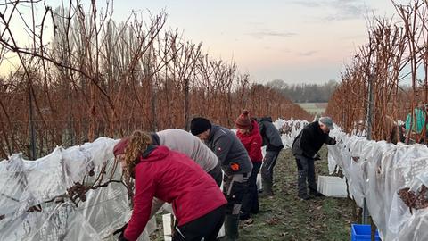 Warm angezogene Menschen stehen bei Sonnenaufgang mit Behältnissen an Weinreben und lesen Trauben