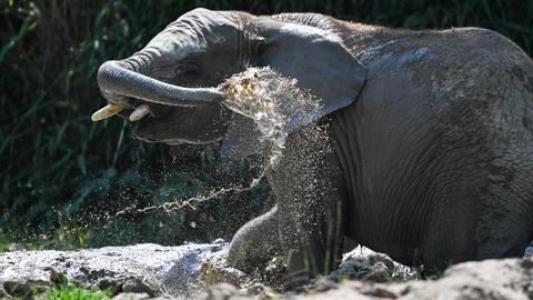 Bei sommerlich heißen Temperaturen gönnt sich der Afrikanische Elefantennachwuchs "Neco" ein Schlammbad im Elefanten-Außengehege. Für die Dickhäuter dient der Schlamm als Sonnenschutz bei Hitze.