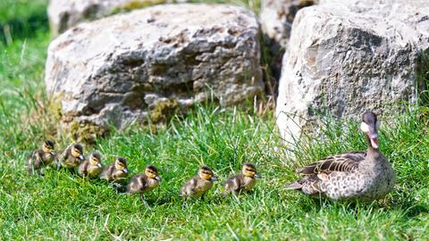 In Reih' und Glied tapst der Nachwuchs der Rotschnabelenten-Familie durch den Opel-Zoo.