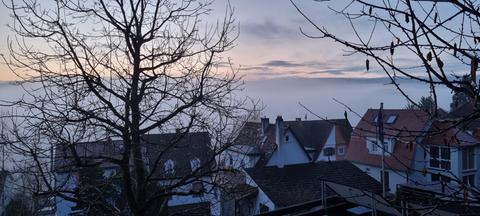 Häuserdächerhinter kahlen Zweigen; bewölkter Himmel