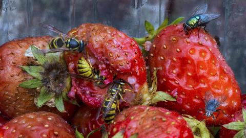 Nahaufnahme: Wespen und Fliegen sitzen auf fünf verfaulten Erdbeeren und fressen. 