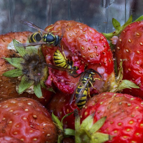 Nahaufnahme: Wespen und Fliegen sitzen auf fünf verfaulten Erdbeeren und fressen. 